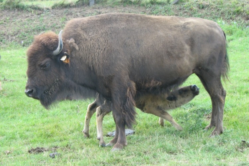 Zalew Chańcza (fot. 2)