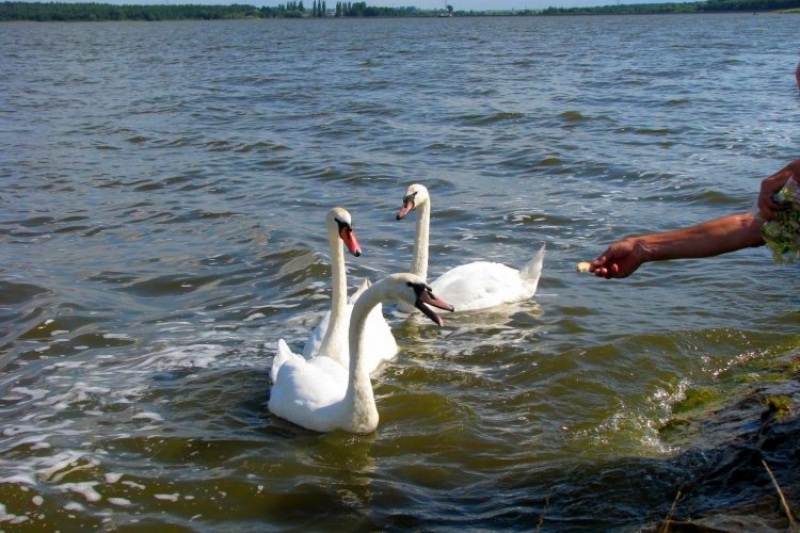 Radzionków, Pałac Kawalera i inne przyjemności (fot. 15)