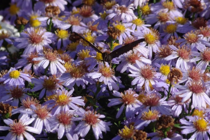 Ogród Botaniczny (fot. 2)