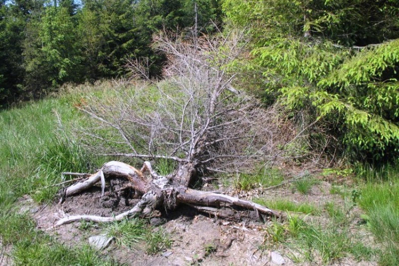 Beskid Śląski vel Szyndzielnia (fot. 3)