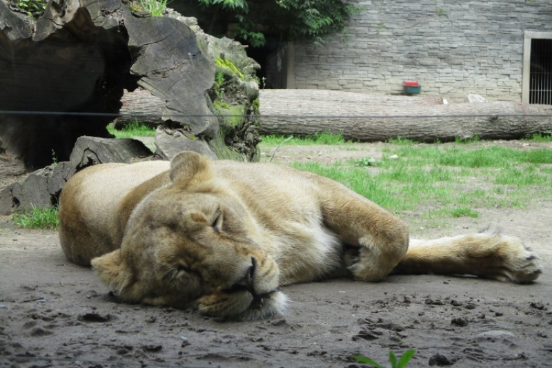 Wyjście do ogrodu zoologicznego (fot. 8)