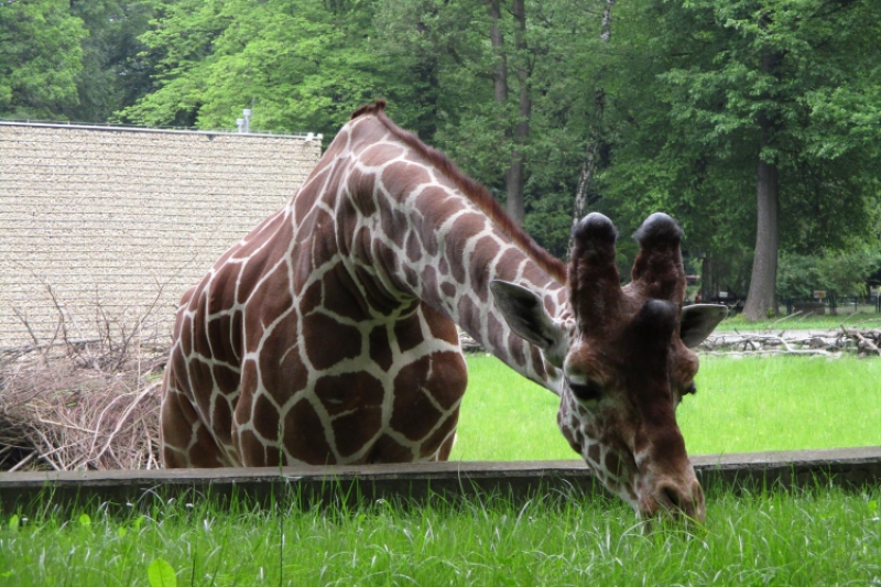 Wyjście do ogrodu zoologicznego (fot. 7)