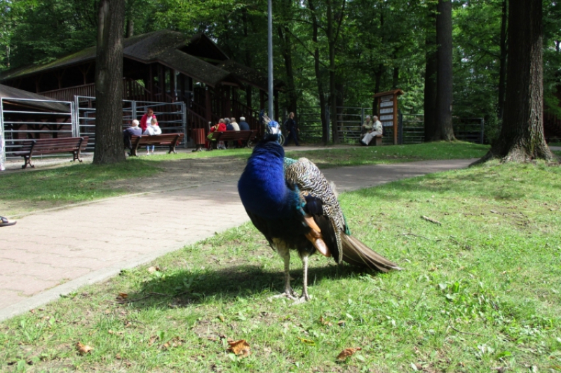 Wycieczka do Pszczyny (fot. 6)